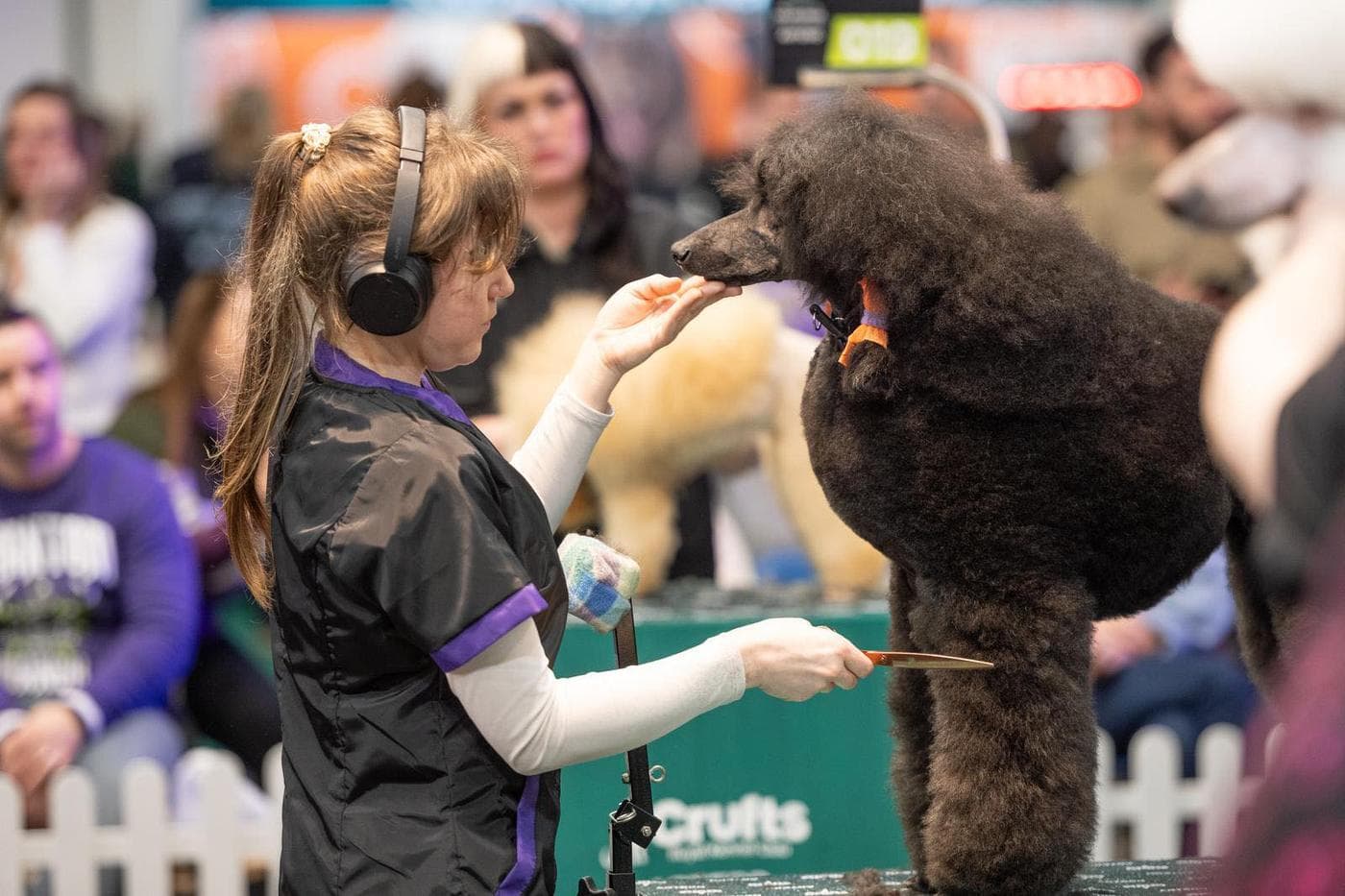 Jade's show-ring competition grooming — Standard Poodle podium trim.