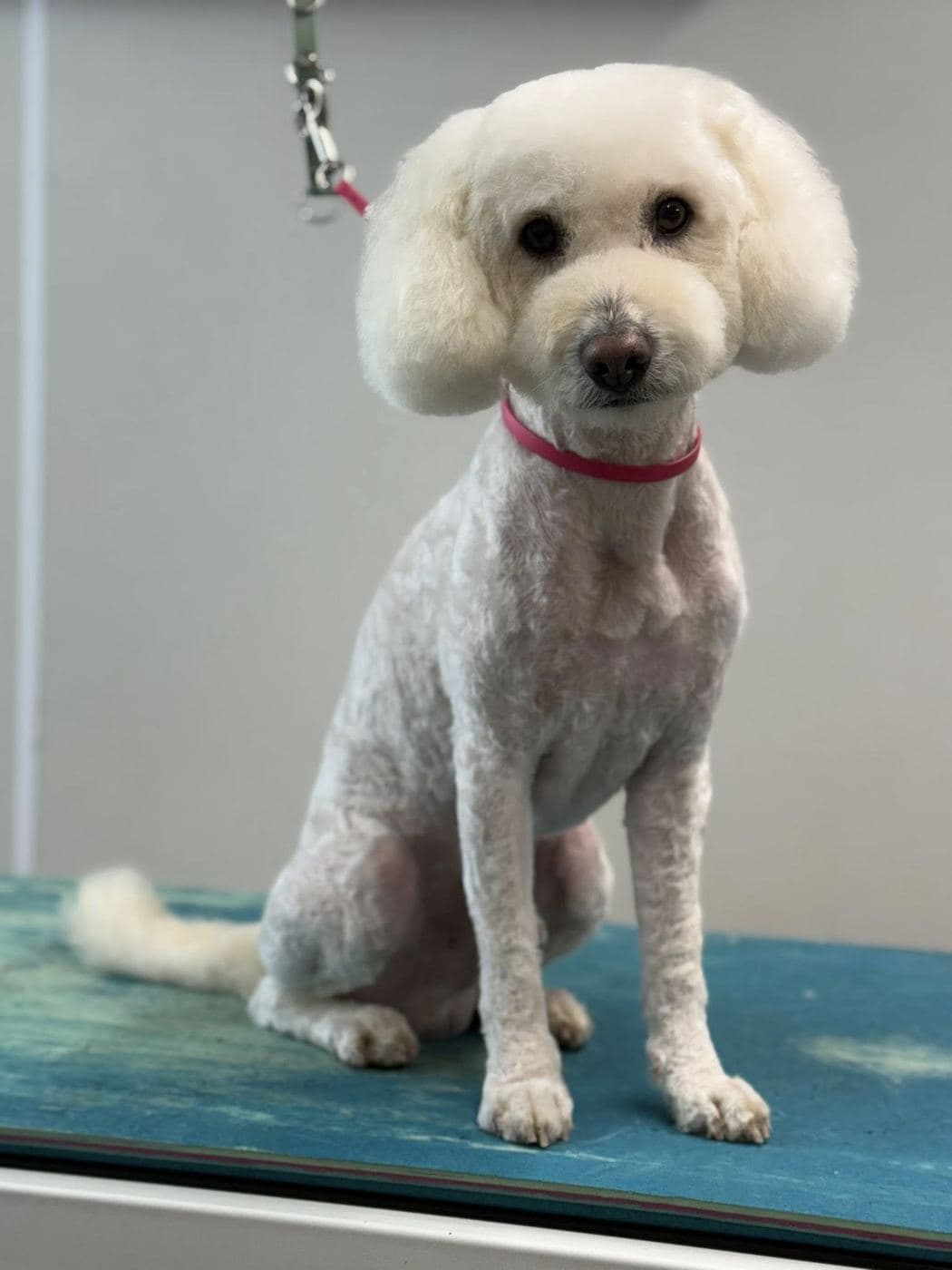 White Bichon Frise after a full groom -- rounded head, clean body, pink collar.