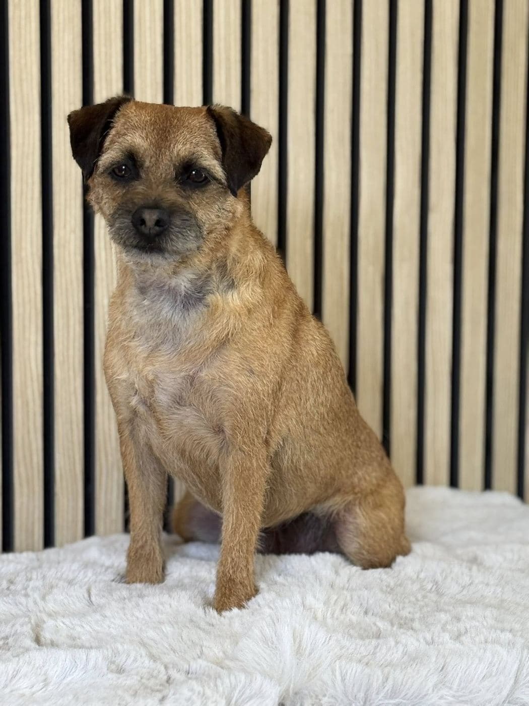 Border Terrier hand-stripped to breed standard, sat on a white fluffy rug against the wood-slat backdrop.