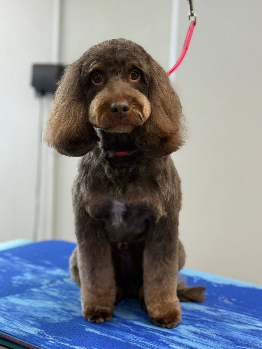 Chocolate Cockapoo sat on a blue grooming mat, teddy-bear face freshly trimmed.