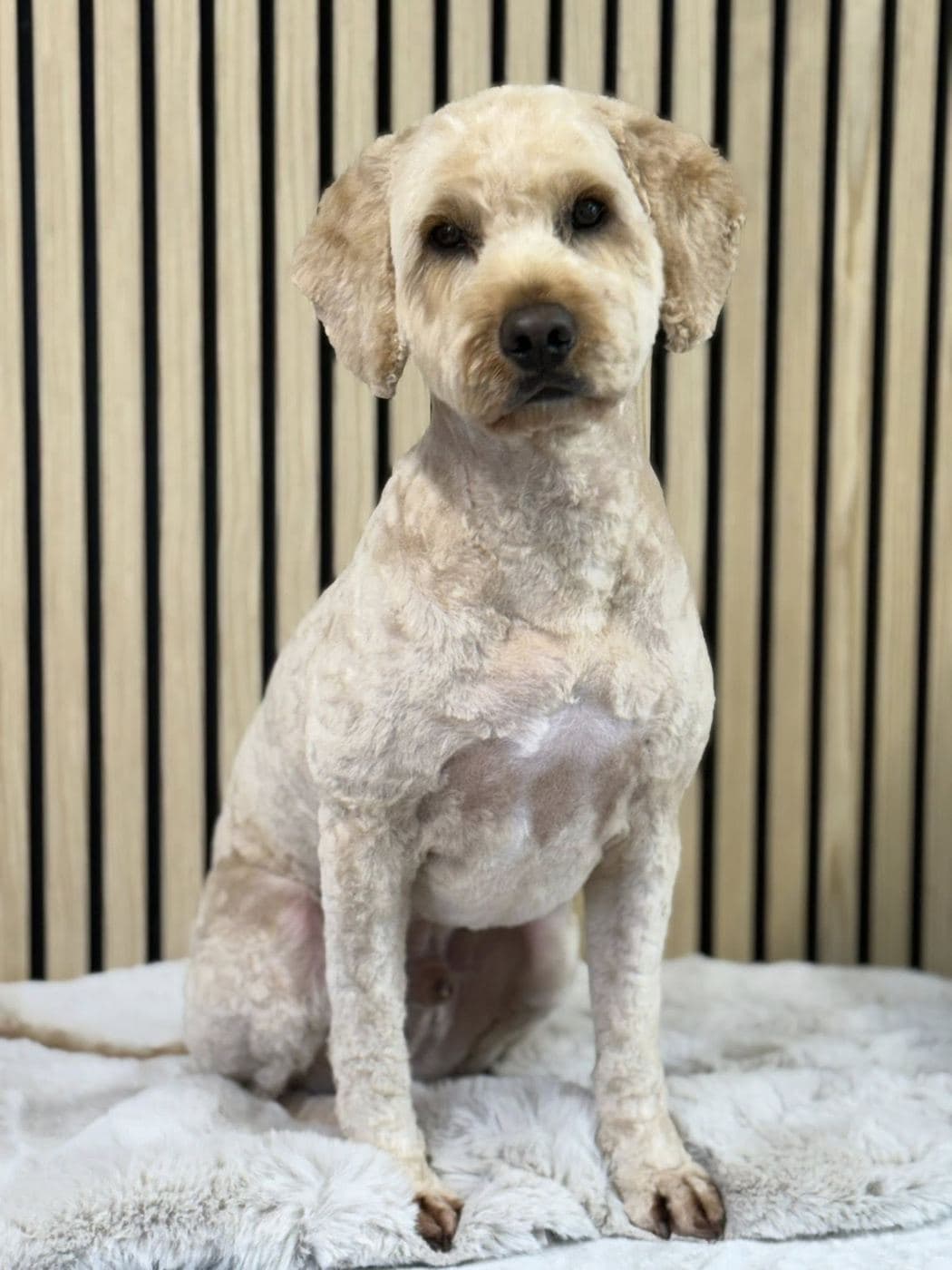 Cream apricot Cockapoo sat against the Divine Dogs wood-slat wall after a full summer cut.