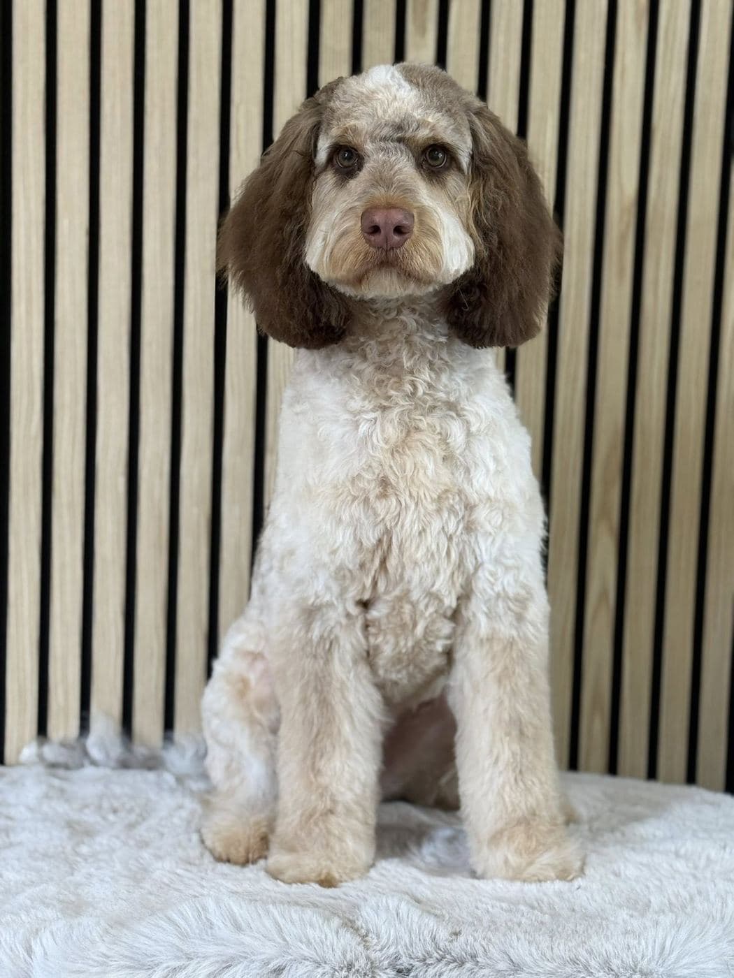 Parti-coloured Cockapoo sat on a white fluffy rug against the Divine Dogs wood-slat backdrop, freshly teddy-trimmed.