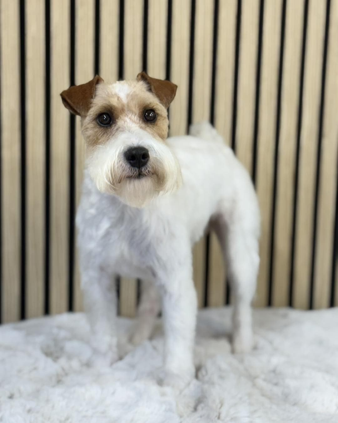 Wire Fox Terrier finished to breed trim, characteristic beard and leg furnishings -- wood-slat backdrop.