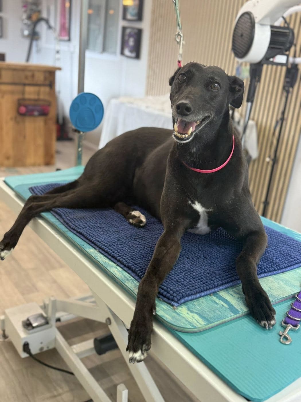 Black Greyhound relaxed on a teal grooming mat after a spa wash at Divine Dogs.