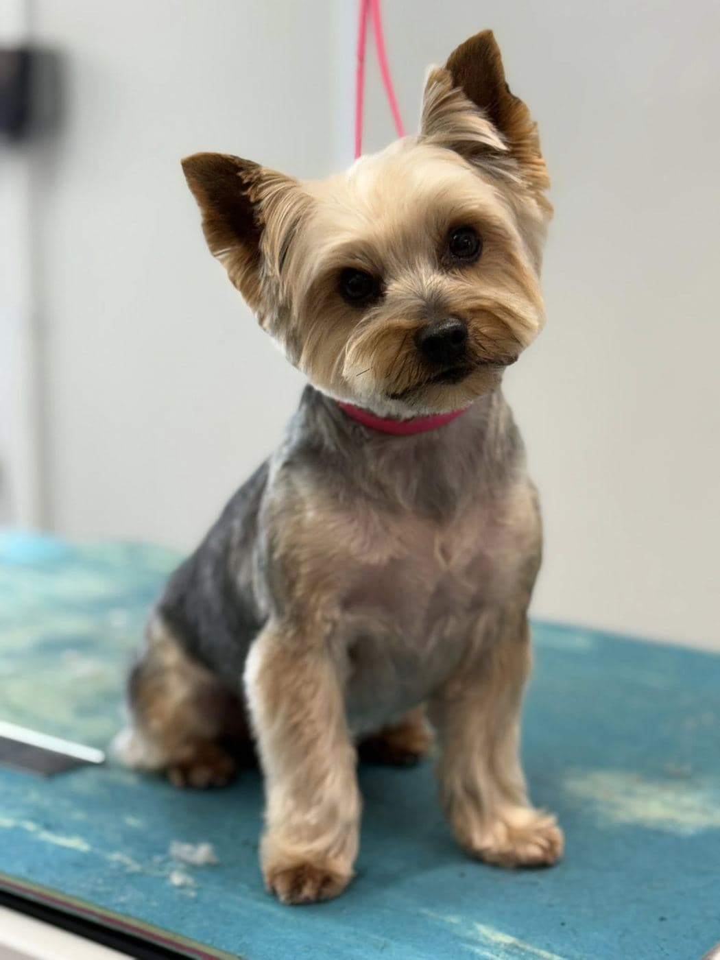 Yorkshire Terrier after a short summer trim, pink collar, sat on a blue Divine Dogs grooming mat.