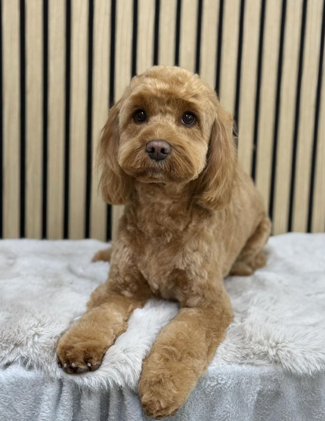 Apricot cockapoo lying post-groom on a soft white mat at Divine Dogs Pet Grooming, North Tawton -- clean teddy-bear face, even coat, relaxed.