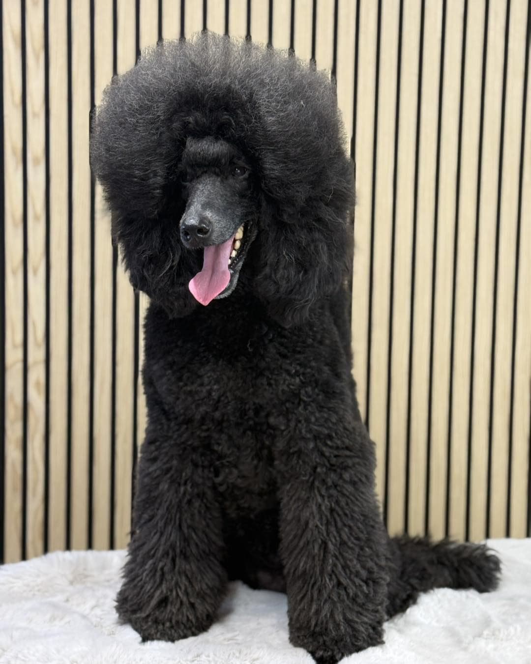 Standard Poodle · Show trim · Divine Dogs