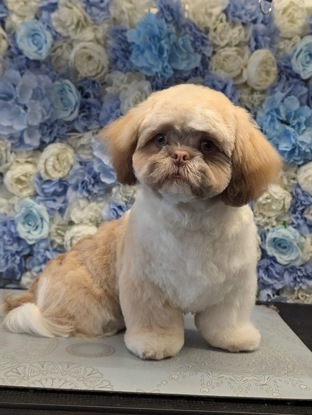 Shih Tzu after grooming at Divine Dogs