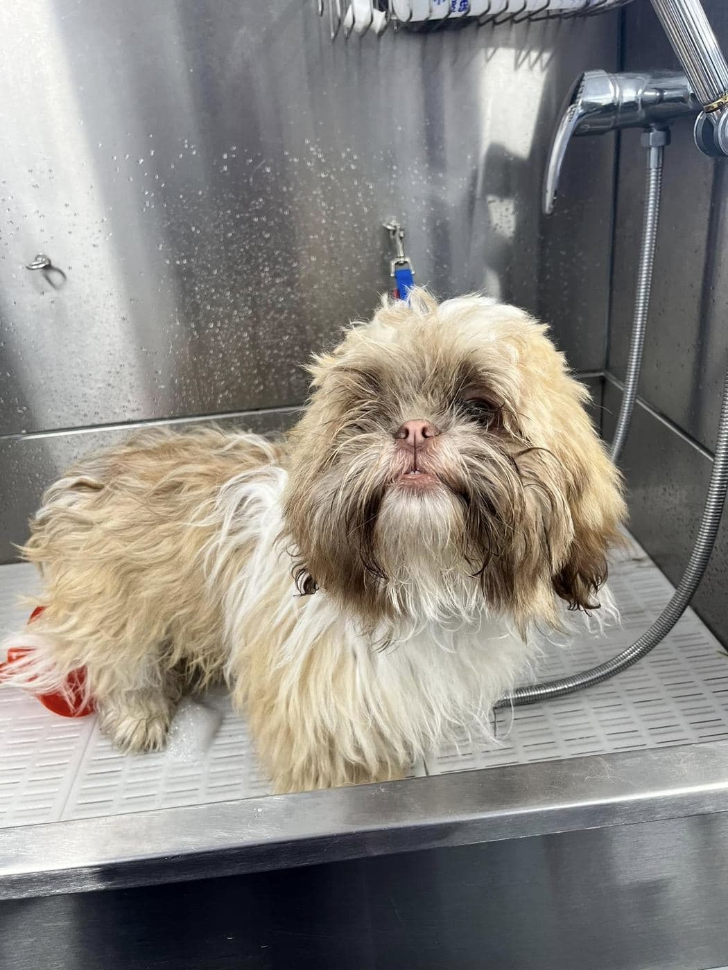 Shih Tzu before grooming at Divine Dogs