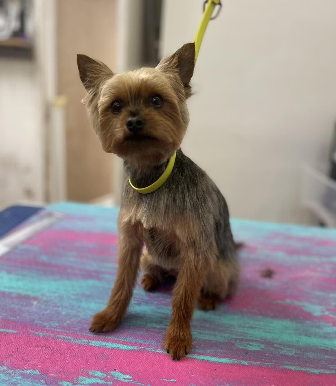 Yorkshire Terrier after grooming at Divine Dogs