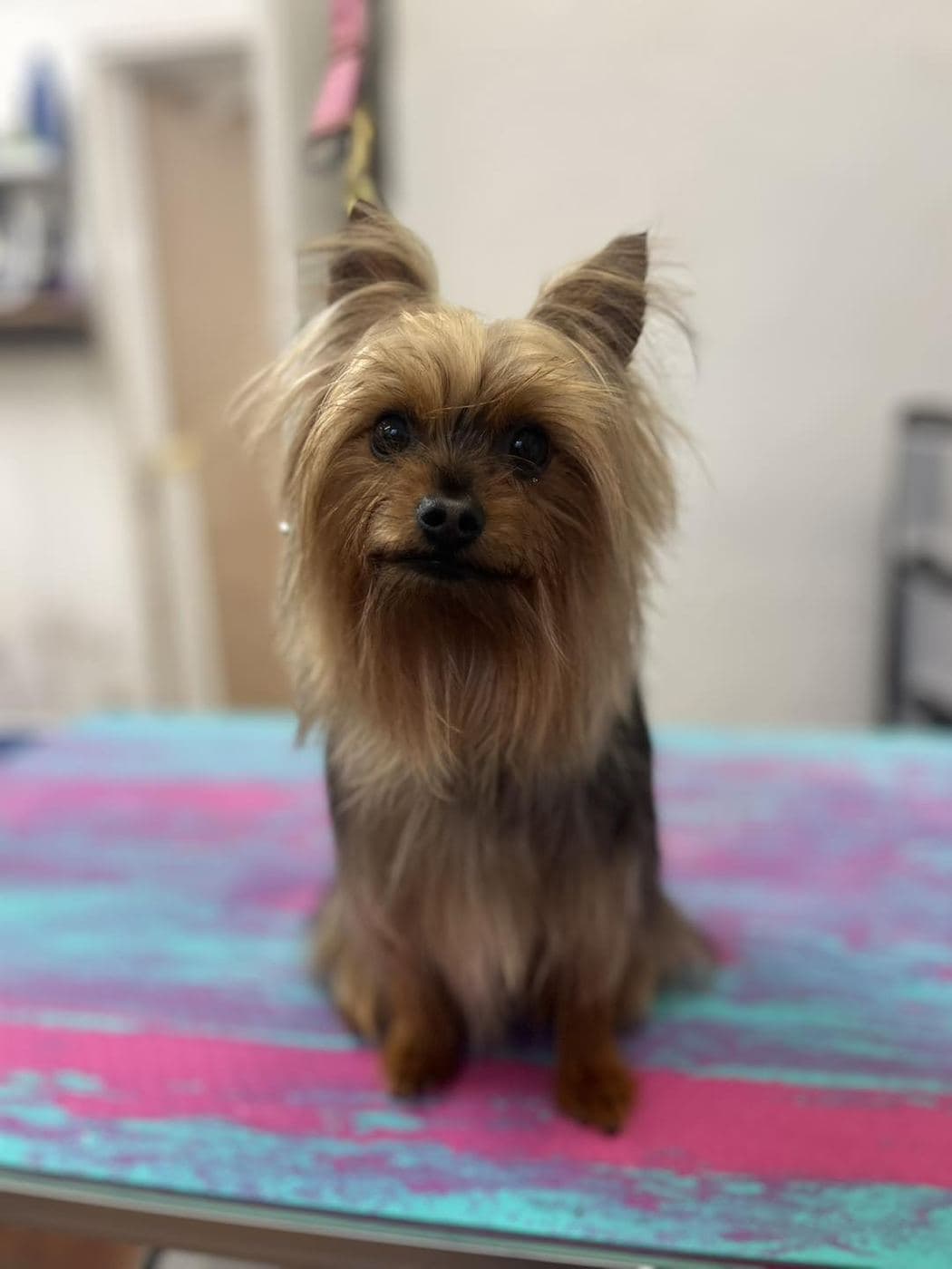Yorkshire Terrier before grooming at Divine Dogs