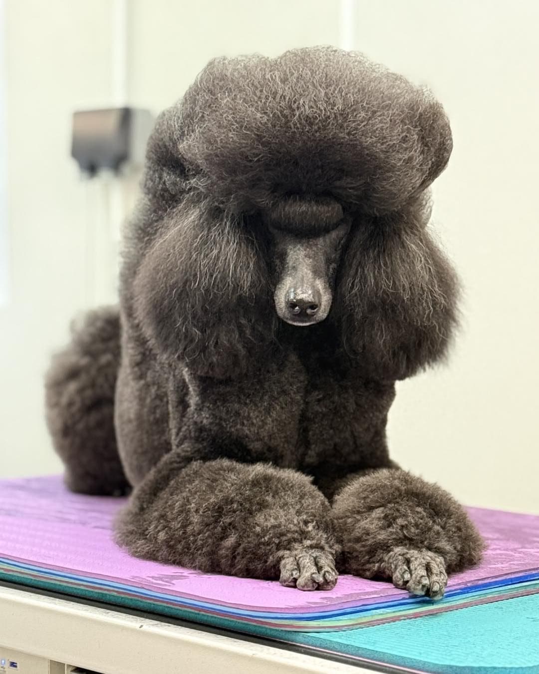 Standard Poodle after grooming at Divine Dogs