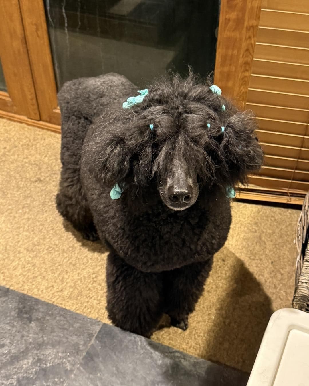 Standard Poodle before grooming at Divine Dogs