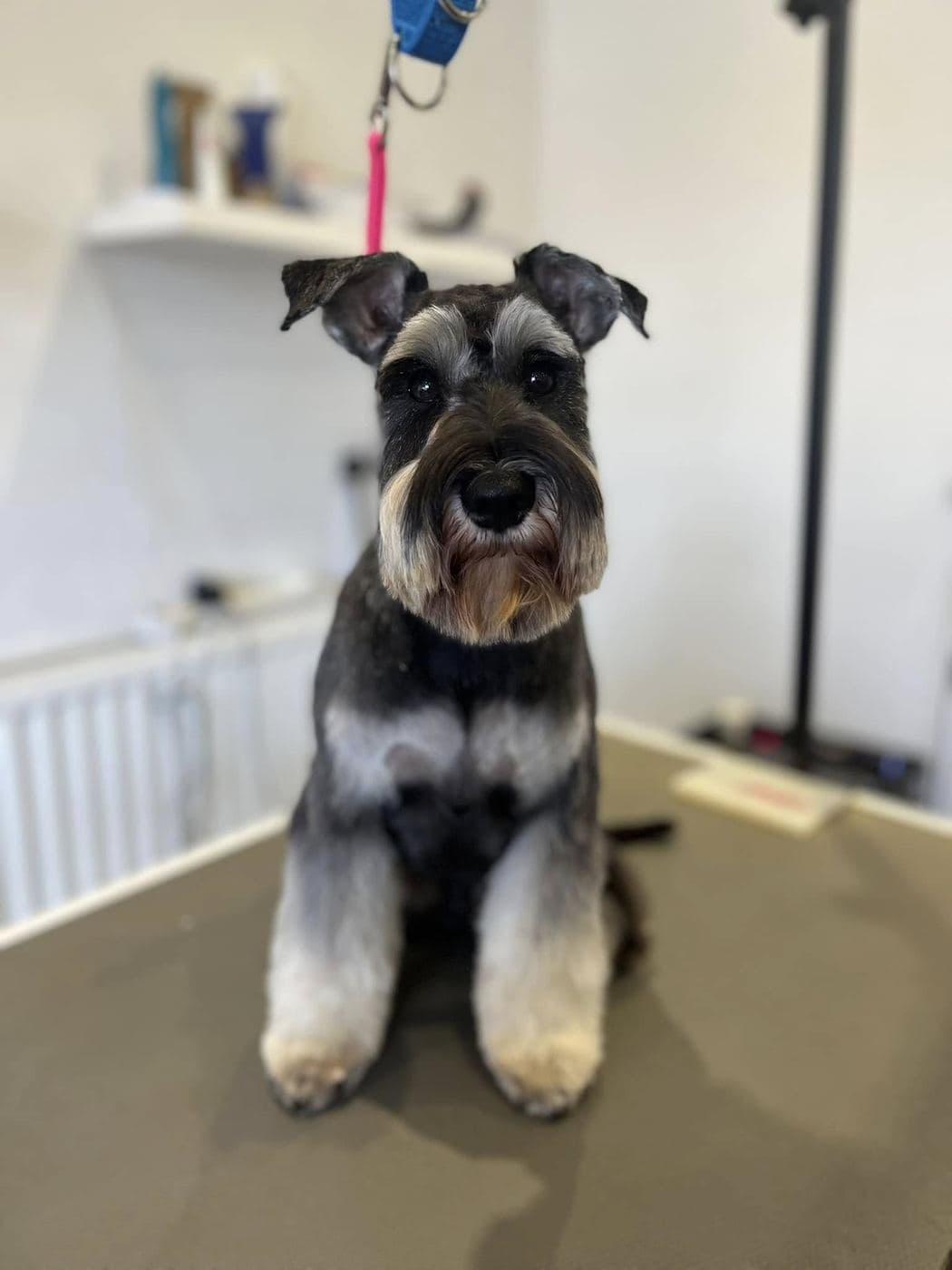 Miniature Schnauzer after grooming at Divine Dogs