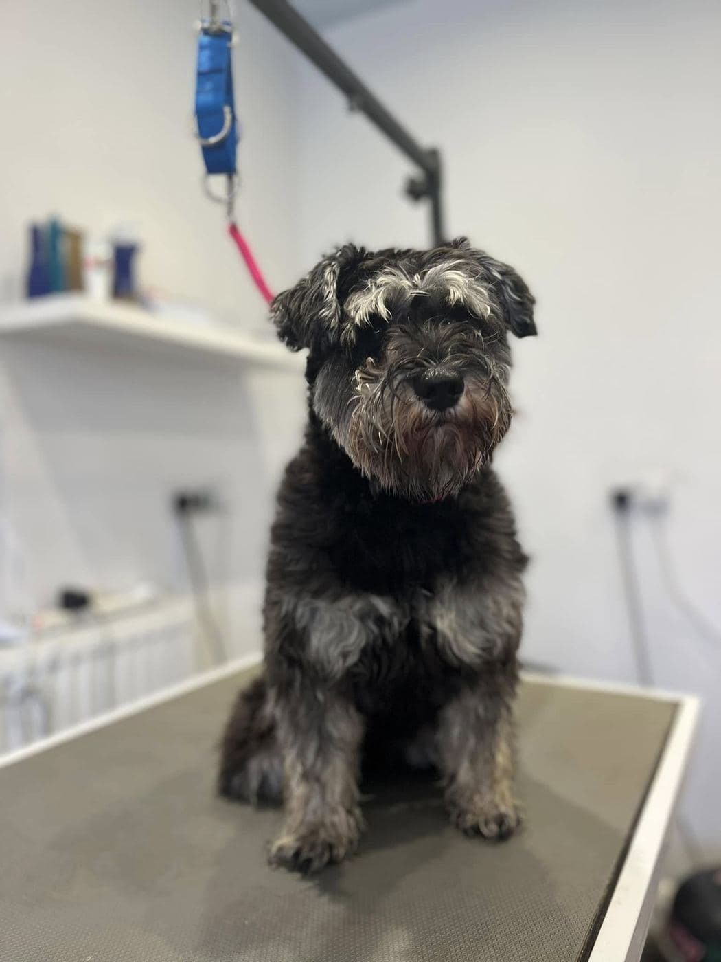 Miniature Schnauzer before grooming at Divine Dogs